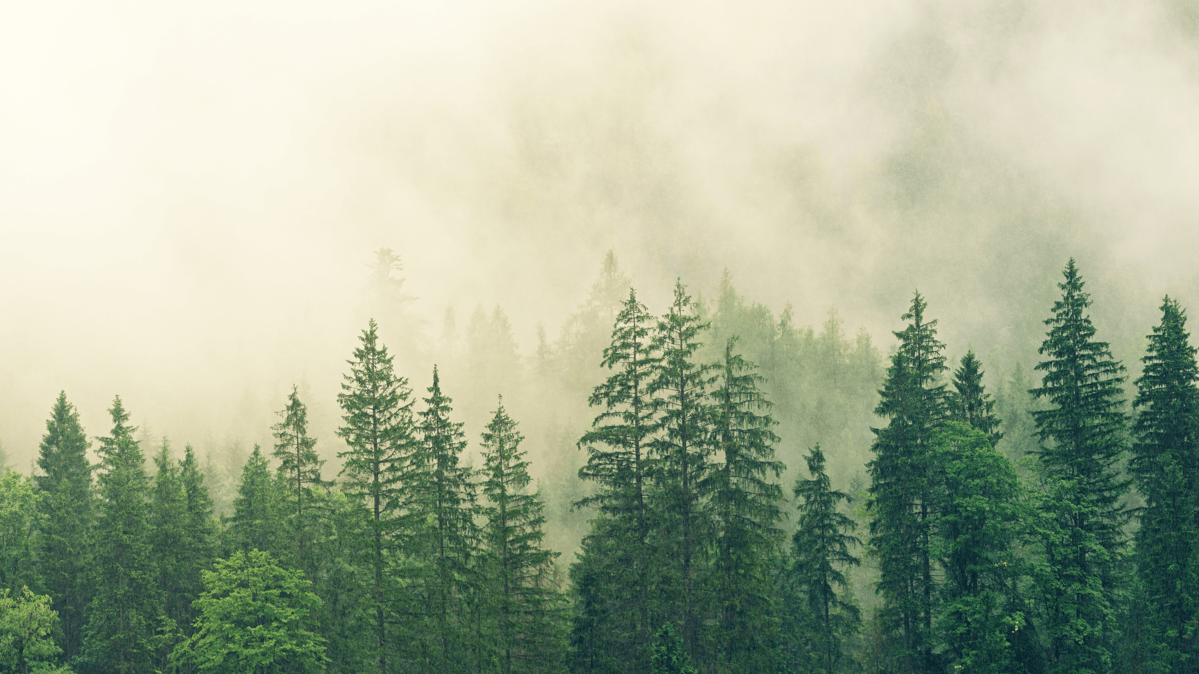 Misty pine forest at dawn