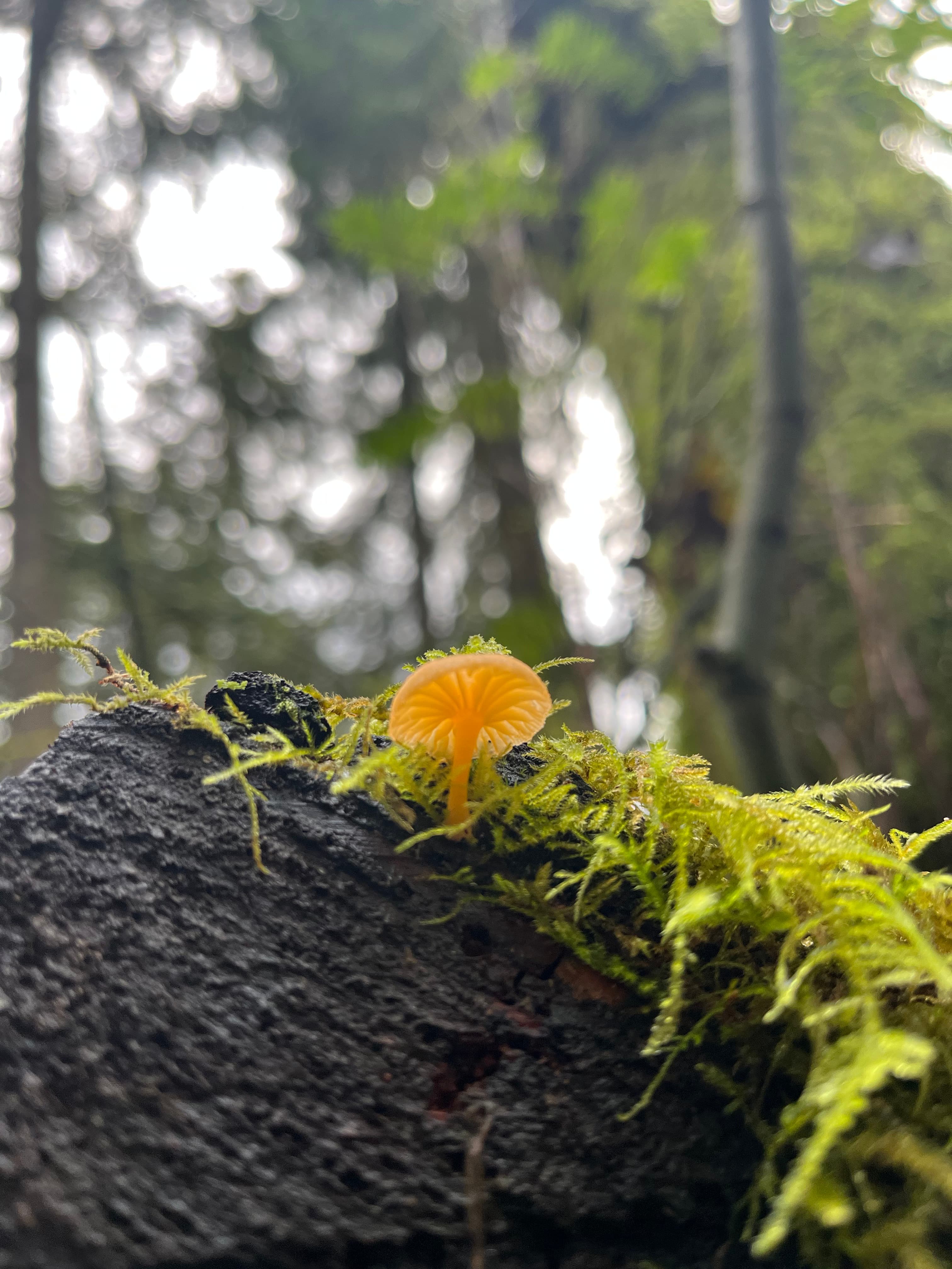 Mushroom