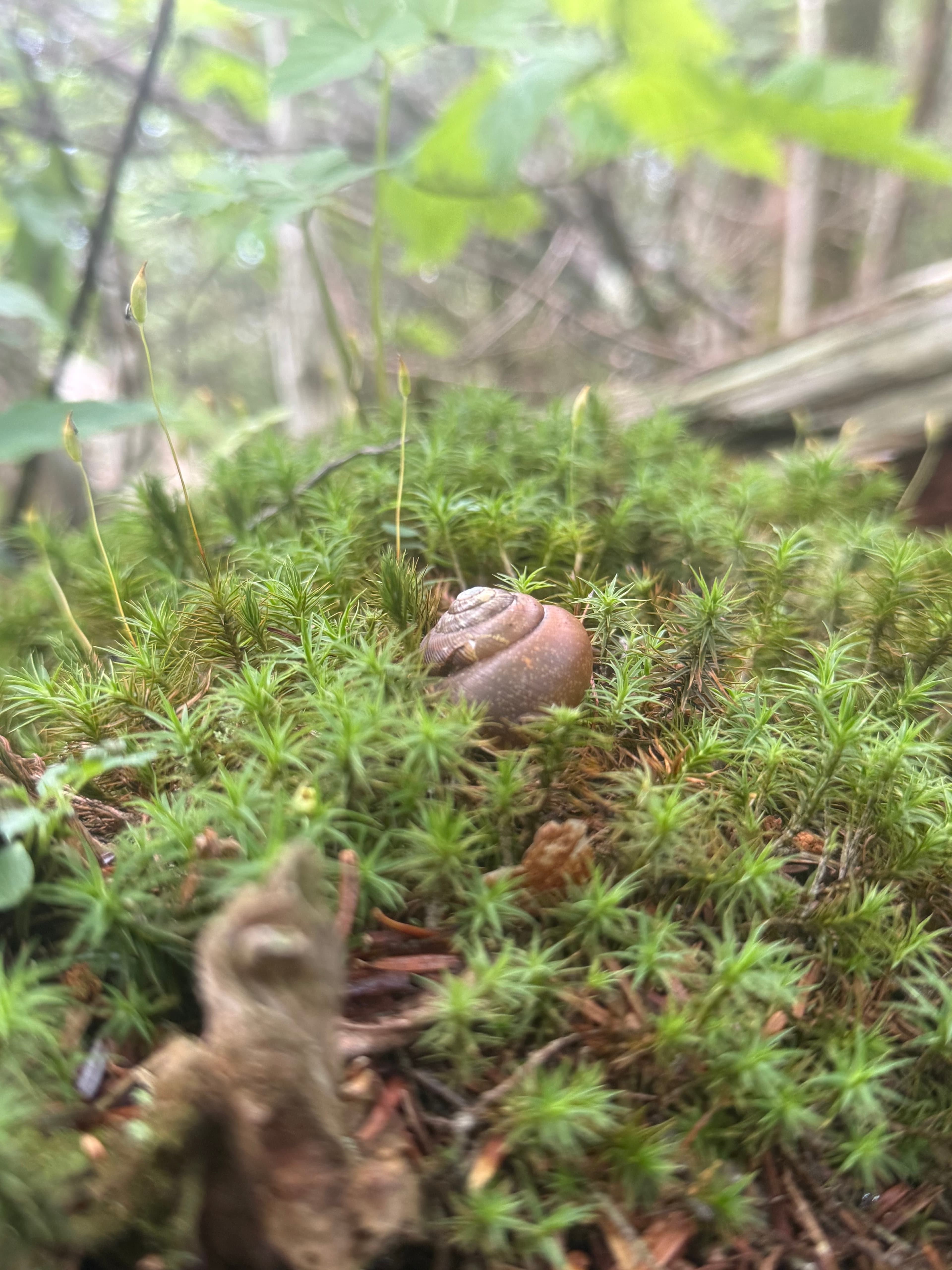 Snail